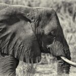 Arts & Vie - Brandberg - Namibie