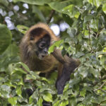 Arts & Vie - Tortuguero - Costa Rica