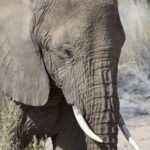 Arts & Vie - Brandberg - Namibie