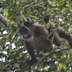 Arts & Vie - Tortuguero - Costa Rica