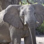 Arts & Vie - Brandberg - Namibie