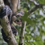 Arts & Vie - Tortuguero - Costa Rica