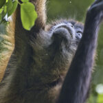 Arts & Vie - Tortuguero - Costa Rica