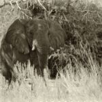 Arts & Vie - Brandberg - Namibie