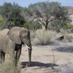 Arts & Vie - Brandberg - Namibie
