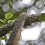 Arts & Vie - Tortuguero - Costa Rica