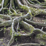 Arts & Vie - Tortuguero - Costa Rica