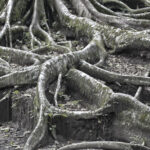 Arts & Vie - Tortuguero - Costa Rica