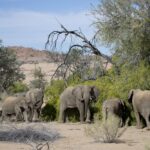 Arts & Vie - Brandberg - Namibie