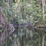 Arts & Vie - Tortuguero - Costa Rica