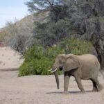 Arts & Vie - Brandberg - Namibie