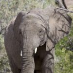 Arts & Vie - Brandberg - Namibie