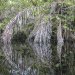 Arts & Vie - Tortuguero - Costa Rica