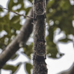 Arts & Vie - Tortuguero - Costa Rica