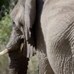 Arts & Vie - Brandberg - Namibie