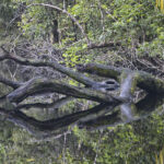 Arts & Vie - Tortuguero - Costa Rica