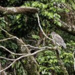 Arts & Vie - Tortuguero - Costa Rica