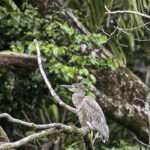 Arts & Vie - Tortuguero - Costa Rica