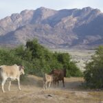 Arts & Vie - Brandberg - Namibie