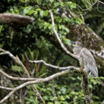 Arts & Vie - Tortuguero - Costa Rica