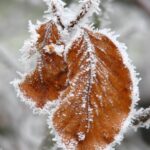 Hiver - Bourgogne