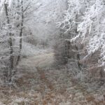Hiver - Bourgogne