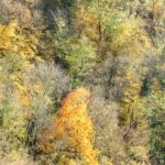 Automne - Bourgogne