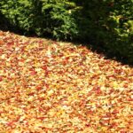 Automne - Bourgogne