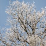 Hiver - Bourgogne