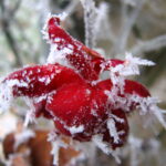 Hiver - Bourgogne