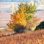 Automne - Bourgogne
