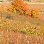 Automne - Bourgogne