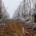 Hiver - Bourgogne