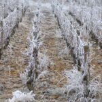 Hiver - Bourgogne