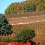 Automne - Bourgogne