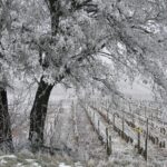 Hiver - Bourgogne