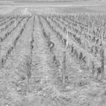 Noir & blanc - Bourgogne