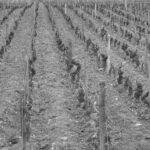 Noir & blanc - Bourgogne