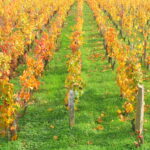 Automne - Bourgogne