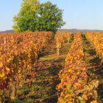 Automne - Bourgogne
