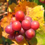 Automne - Bourgogne