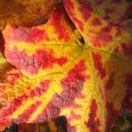 Automne - Bourgogne