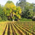 Automne - Bourgogne