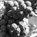 Automne - Bourgogne