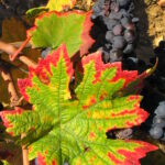 Automne - Bourgogne