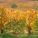 Automne - Bourgogne