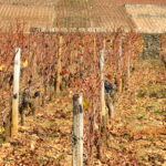 Automne - Bourgogne