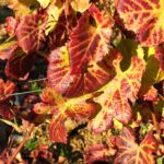 Automne - Bourgogne