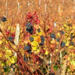 Automne - Bourgogne