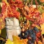 Automne - Bourgogne